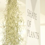 SHAPE OF PLANTS　植物のかたちBEIGE