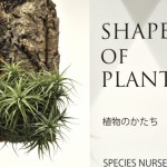 SHAPE OF PLANTS　植物のかたちBEIGE