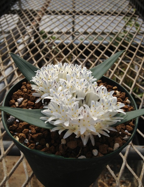 Polyxena ensifolia or maughanii(White Flower)