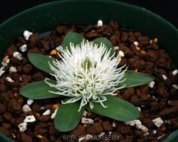 Lachenalia pusilla/ラケナリア・プシラ Lachenalia pusilla/ラケナリア・プシラ