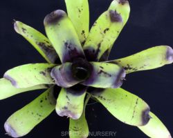 Aechmea caudata Blotches/エクメア・カウダタ・ブロッチズ Aechmea caudata Blotches/エクメア・カウダタ・ブロッチズ