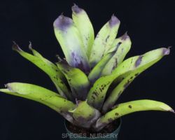 Aechmea caudata Blotches/エクメア・カウダタ・ブロッチズ Aechmea caudata Blotches/エクメア・カウダタ・ブロッチズ