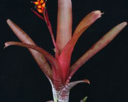 Aechmea nudicaulis `La Tigra'/エクメア・ヌディカウリス・ラティグラ Aechmea nudicaulis `La Tigra'/エクメア・ヌディカウリス・ラティグラ