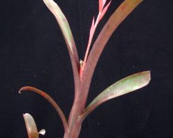 Aechmea nudicaulis( Red form,Costa Rica)/エクメア・ヌディカウリス(レッド・フォーム) Aechmea nudicaulis( Red form,Costa Rica)/エクメア・ヌディカウリス(レッド・フォーム)