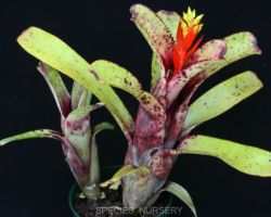 Aechmea nudicaulis/エクメア・ヌディカウリス Aechmea nudicaulis/エクメア・ヌディカウリス