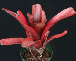 Aechmea nudicaulis(Telephone Hill,Brazil)/エクメア・ヌディカウリス Aechmea nudicaulis(Telephone Hill,Brazil)/エクメア・ヌディカウリス