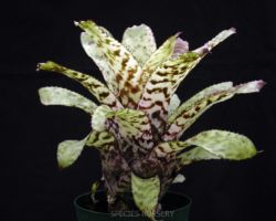 Aechmea orlandiana Snowflakes/エクメア・オーランディアナ・スノーフレークス Aechmea orlandiana Snowflakes/エクメア・オーランディアナ・スノーフレークス