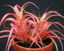 Aechmea recurvata(Red form)/エクメア・レクルバータ(レッド・フォーム) Aechmea recurvata(Red form)/エクメア・レクルバータ(レッド・フォーム)
