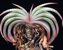 Aloe suprafoliata/アロエ・スプラフォリアータ Aloe suprafoliata/アロエ・スプラフォリアータ