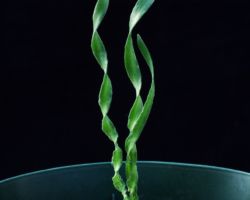 Apodolirion macowanii/アポドリリオン・マコワニー Apodolirion macowanii/アポドリリオン・マコワニー