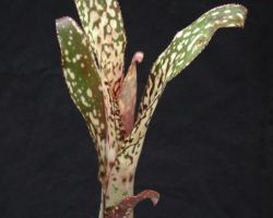 Billbergia Caramba(Don Beadle#589) /ビルベルギア カランバ(ドン・ビードル#589) Billbergia Caramba(Don Beadle#589) /ビルベルギア カランバ(ドン・ビードル#589)