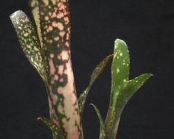 Billbergia Cold Fusion(Jim Irvin)/ビルベルギアコールドフュージョン(ジム・イルヴィン) Billbergia Cold Fusion(Jim Irvin)/ビルベルギアコールドフュージョン(ジム・イルヴィン)