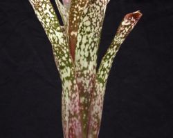 Billbergia La Noche(Don Beadle#955)/ビルベルギア・ラノーチェ Billbergia La Noche(Don Beadle#955)/ビルベルギア・ラノーチェ