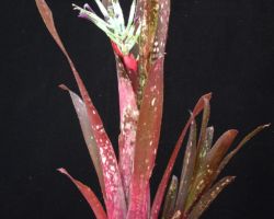 Billbergia Hallelujah (Don Beadle #1260)/ビルゲルギア・ハレルヤ Billbergia Hallelujah (Don Beadle #1260)/ビルゲルギア・ハレルヤ