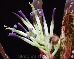 Billbergia Hallelujah (Don Beadle #1260)/ビルゲルギア・ハレルヤ Billbergia Hallelujah (Don Beadle #1260)/ビルゲルギア・ハレルヤ