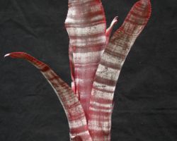 Billbergia La Noche(Don Beadle#955)/ビルベルギア・ラノーチェ Billbergia La Noche(Don Beadle#955)/ビルベルギア・ラノーチェ