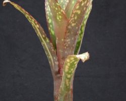 Billbergia Machu Picchu(Don Beadle#59)/ビルベルギア・マチュピチュ(ドン・ビードル#59) Billbergia Machu Picchu(Don Beadle#59)/ビルベルギア・マチュピチュ(ドン・ビードル#59)