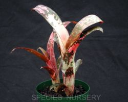 Billbergia Poquito Mas(Don Beadle#580)/ビルベルギア・ポキートマス(ドン・ビードル#580) Billbergia Poquito Mas(Don Beadle#580)/ビルベルギア・ポキートマス(ドン・ビードル#580)