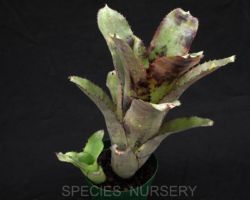 Billbergia Violetta (Don Beadle#522)/ビルベルギア ヴァイオレッタ(ドン・ビードル#522) Billbergia Violetta (Don Beadle#522)/ビルベルギア ヴァイオレッタ(ドン・ビードル#522)