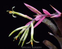 Billbergia Violetta (Don Beadle#522)/ビルゲルギア・ヴァイオレッタ Billbergia Violetta (Don Beadle#522)/ビルゲルギア・ヴァイオレッタ