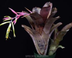 Billbergia Violetta (Don Beadle#522)/ビルゲルギア・ヴァイオレッタ Billbergia Violetta (Don Beadle#522)/ビルゲルギア・ヴァイオレッタ