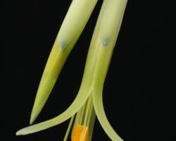 Billbergia Violetta (Don Beadle#522)/ビルゲルギア・ヴァイオレッタ Billbergia Violetta (Don Beadle#522)/ビルゲルギア・ヴァイオレッタ