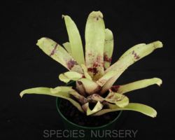 Billbergia kautskyana/ビルベルギア・カウツキアナ Billbergia kautskyana/ビルベルギア・カウツキアナ