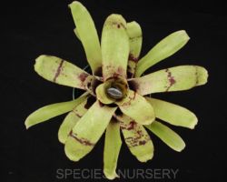 Billbergia kautskyana/ビルベルギア・カウツキアナ Billbergia kautskyana/ビルベルギア・カウツキアナ