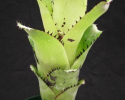 Billbergia sanderiana/ビルベルギア・サンデリアナ Billbergia sanderiana/ビルベルギア・サンデリアナ