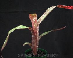Billbergia saundersii/ビルベルギア・サウンデルシー Billbergia saundersii/ビルベルギア・サウンデルシー