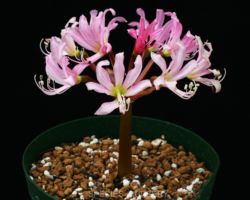 Brunsvigia namaquana/ブルンスヴィギア・ナマクアナ Brunsvigia namaquana/ブルンスヴィギア・ナマクアナ