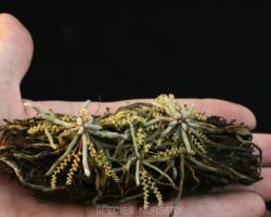 Campylocentrum sp.(Brazil)/カンピロセントルムの一種 Campylocentrum sp.(Brazil)/カンピロセントルムの一種