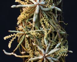 Campylocentrum sp.(Brazil)/カンピロセントルムの一種 Campylocentrum sp.(Brazil)/カンピロセントルムの一種