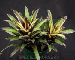 Canistrum triangulare/カニストルム・トリアングラレ Canistrum triangulare/カニストルム・トリアングラレ