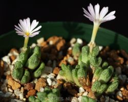 Conophytum eenkokerense/コノフィツム・エエンコケレンセ Conophytum eenkokerense/コノフィツム・エエンコケレンセ