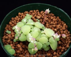 Crassula nemorosa/クラッスラ・ネモローサ Crassula nemorosa/クラッスラ・ネモローサ