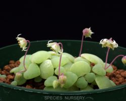 Crassula nemorosa/クラッスラ・ネモローサ Crassula nemorosa/クラッスラ・ネモローサ