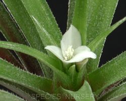 Cryptanthus fernseeoides (1987-0237A)/クリプタンサス・フェルンシーオイデス Cryptanthus fernseeoides (1987-0237A)/クリプタンサス・フェルンシーオイデス