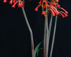 Cyrtanthus spiralis/キルタンサス・スピラリス Cyrtanthus spiralis/キルタンサス・スピラリス