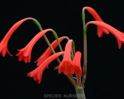 Cyrtanthus spiralis/キルタンサス・スピラリス Cyrtanthus spiralis/キルタンサス・スピラリス