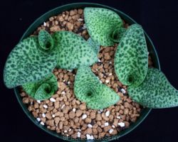 Drimiopsis aff.kirkii/ドリミオプシス・キルキー類似種 Drimiopsis aff.kirkii/ドリミオプシス・キルキー類似種