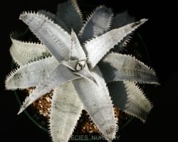Dyckia marnier-lapostollei HU5 /ディッキア マルニエール ラポストレイ Dyckia marnier-lapostollei HU5 /ディッキア マルニエール ラポストレイ
