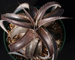 Dyckia marnier-lapostollei Kiwi/ディッキア マルニエール ラポストレイ キウイ Dyckia marnier-lapostollei Kiwi/ディッキア マルニエール ラポストレイ キウイ