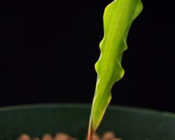 Eriospermum aff.lanceifolium/エリオスペルマム・ランセイフォリウム Eriospermum aff.lanceifolium/エリオスペルマム・ランセイフォリウム