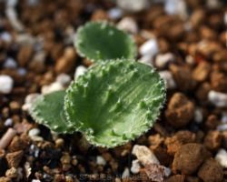 Eriospermum appendiculatum/エリオスペルマム・アペンディキュラツム Eriospermum appendiculatum/エリオスペルマム・アペンディキュラツム