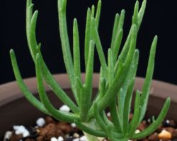 Eriospermum bowieanum/エリオスペルマム・ボウイエアナム Eriospermum bowieanum/エリオスペルマム・ボウイエアナム