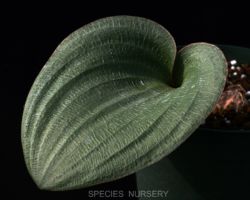 Eriospermum capense/エリオスペルマム・カペンセ Eriospermum capense/エリオスペルマム・カペンセ