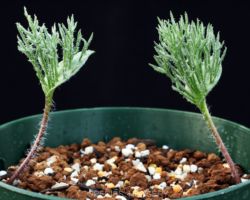 Eriospermum cervicorne(White river)/エリオスペルマム・セルビコルネ Eriospermum cervicorne(White river)/エリオスペルマム・セルビコルネ