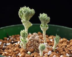 Eriospermum dregei/エリオスペルマム・ドレゲイ Eriospermum dregei/エリオスペルマム・ドレゲイ