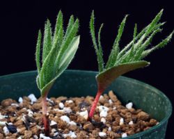 Eriospermum folioliferum(NW.of Kamieskroon)/エリオスペルマム・フォリオリフェルム Eriospermum folioliferum(NW.of Kamieskroon)/エリオスペルマム・フォリオリフェルム